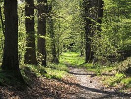 forest path