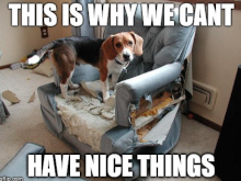 dog that destroyed a recliner
